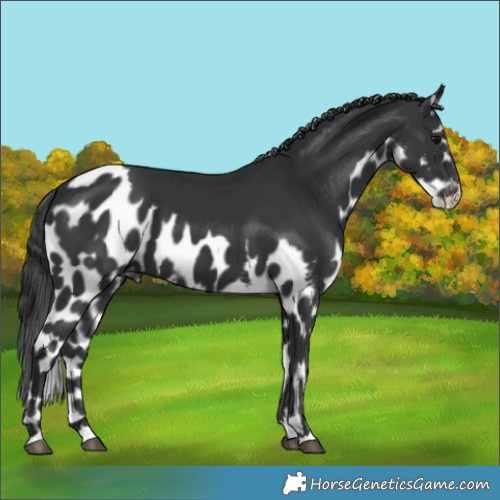 Horse Color:Black Skewed LP Spotted 