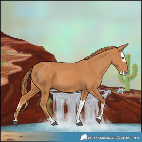 Horse Color:Chestnut and Chestnut Splash