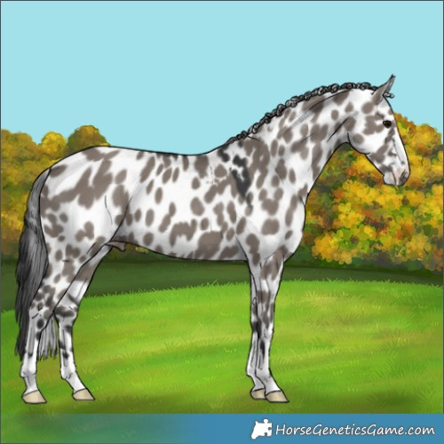 Horse Color:Grullo Skewed LP Spotted