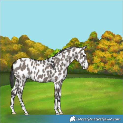 Horse Color:Grullo Skewed Appaloosa 