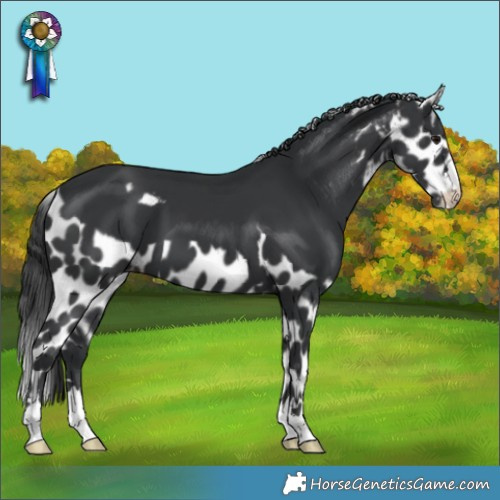 Horse Color:Black Skewed Appaloosa 