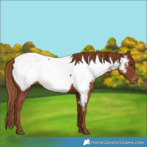 Horse Color:Chestnut Appaloosa