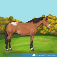 Horse Color:Bay Appaloosa 