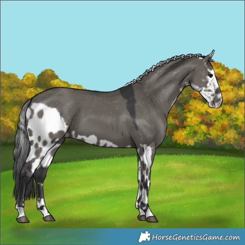Horse Color:Grullo Skewed LP Spotted