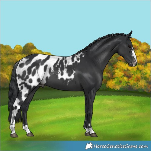Horse Color:Black Skewed LP Spotted 