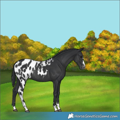 Horse Color:Black Skewed Appaloosa 