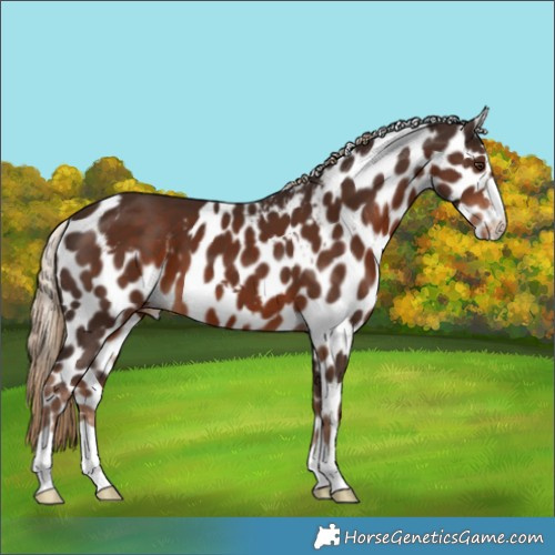 Horse Color:Liver Chestnut Skewed LP Spotted