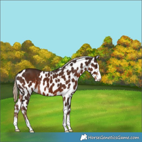 Horse Color:Liver Chestnut Skewed Appaloosa 