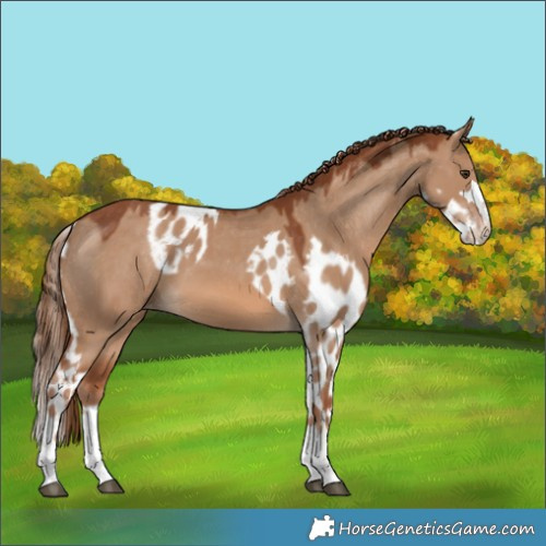 Horse Color:Red Dun Skewed LP Spotted 