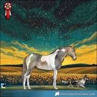 Horse Color:Buckskin Merle Tobiano 