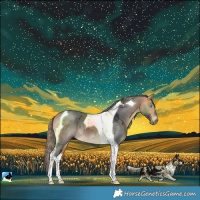 Horse Color:Buckskin Merle Tobiano