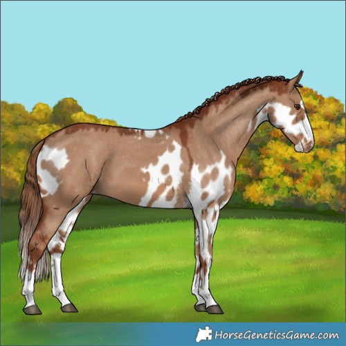 Horse Color:Red Dun Skewed LP Spotted 