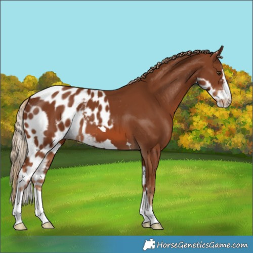 Horse Color:Chestnut Skewed LP Spotted
