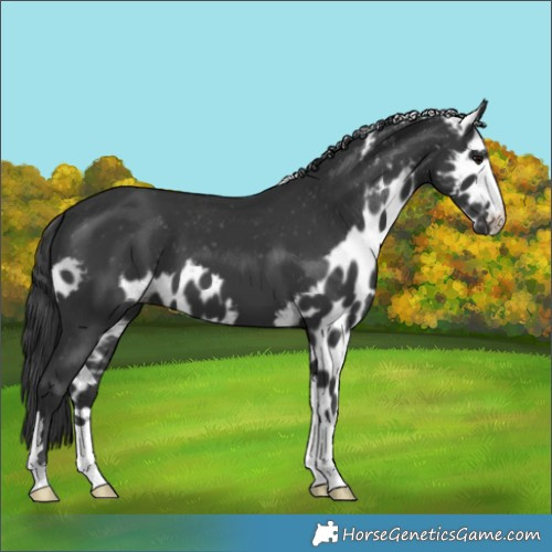 Horse Color:Black Skewed LP Spotted