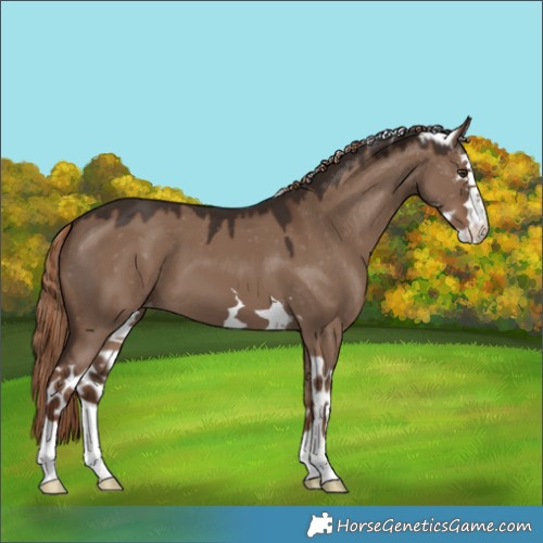 Horse Color:Liver Red Dun Skewed LP Spotted 