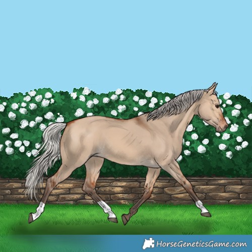 Horse Color:Silver Bay Dun