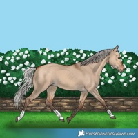 Horse Color:Silver Bay Dun