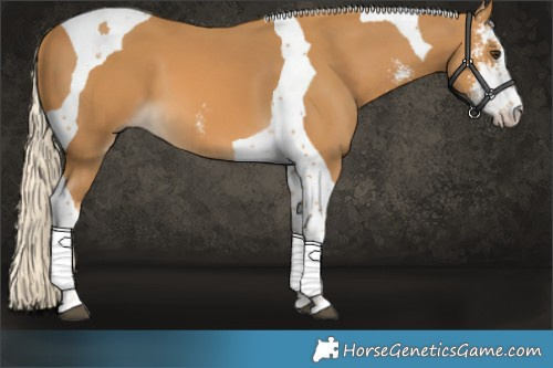 Horse Color:Palomino Sabino Tobiano