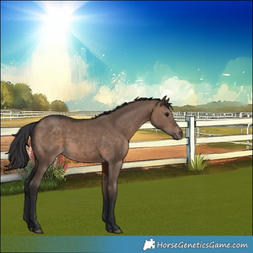 Horse Color:Brown Dun