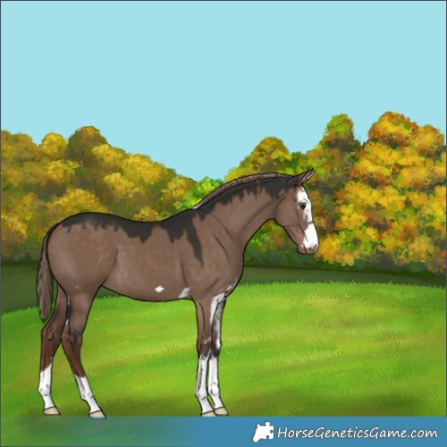 Horse Color:Liver Red Dun Skewed Appaloosa 