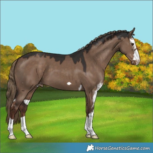Horse Color:Liver Red Dun Skewed LP Spotted 