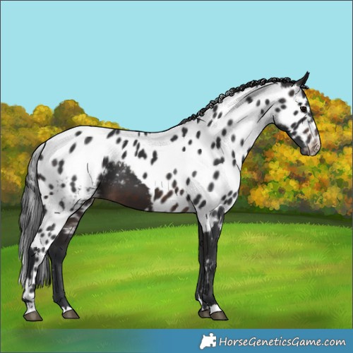 Horse Color:Brown Skewed LP Spotted 