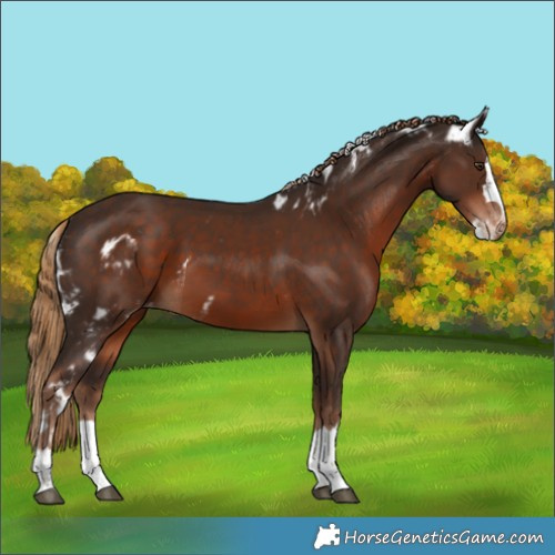 Horse Color:Liver Chestnut Skewed LP Spotted