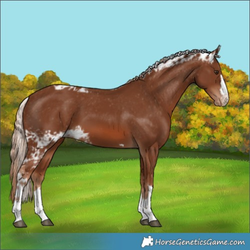 Horse Color:Chestnut Skewed LP Spotted 