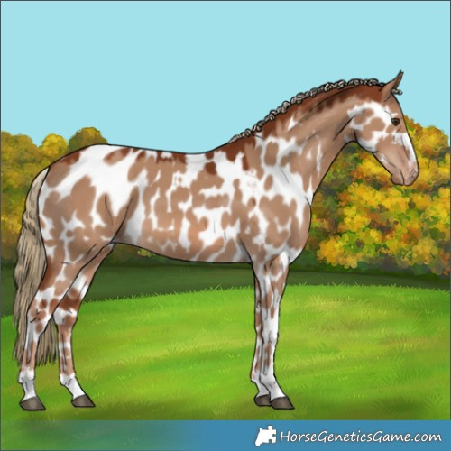 Horse Color:Red Dun Skewed LP Spotted 