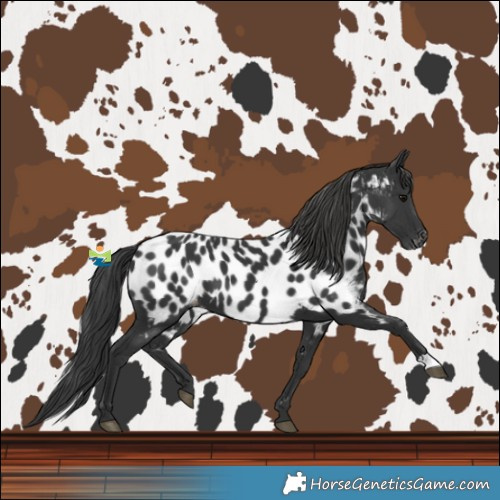 Horse Color:Black Near Leopard 