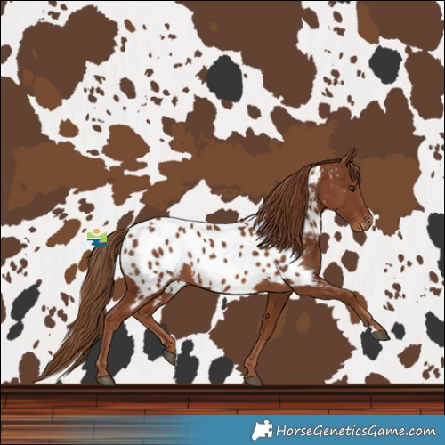 Horse Color:Chestnut Near Leopard