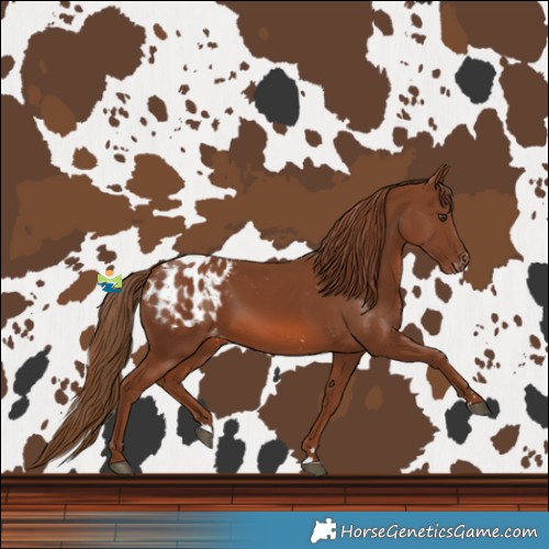 Horse Color:Chestnut Blanket 
