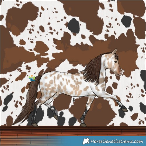 Horse Color:Bay Dun Near Leopard