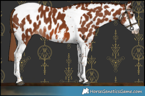 Horse Color:Chestnut Sabino Tobiano Near Leopard 