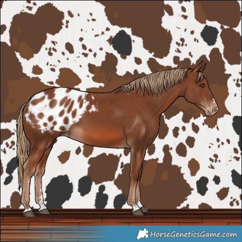 Horse Color:Chestnut Blanket