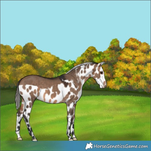 Horse Color:Brown Dun Skewed Appaloosa 