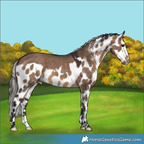 Horse Color:Brown Dun Skewed LP Spotted 