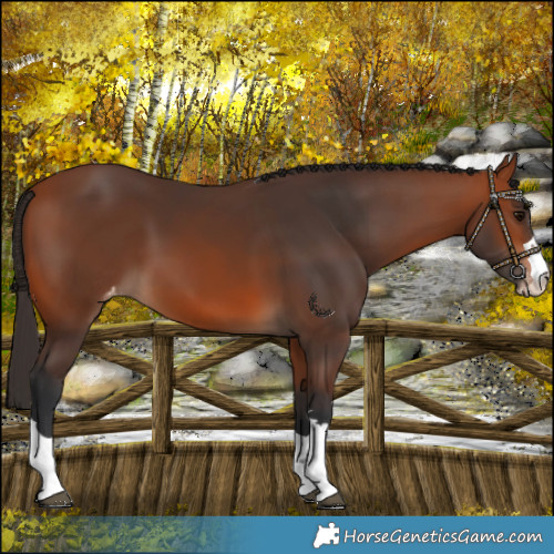 Horse Color:Bay Varnish 