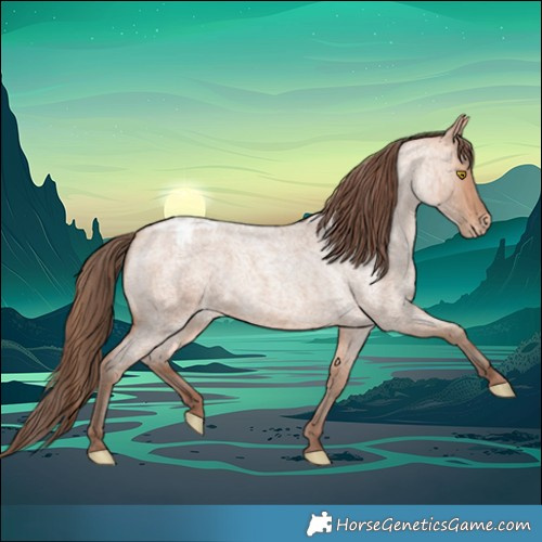Horse Color:Amber Champagne Roan Appaloosa