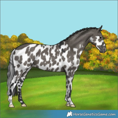 Horse Color:Grullo Skewed LP Spotted