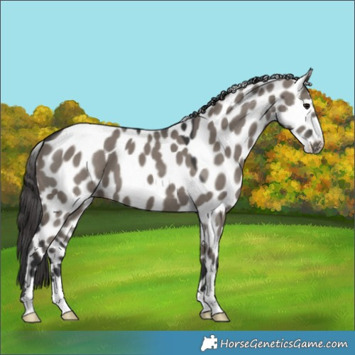 Horse Color:Grullo Skewed LP Spotted 