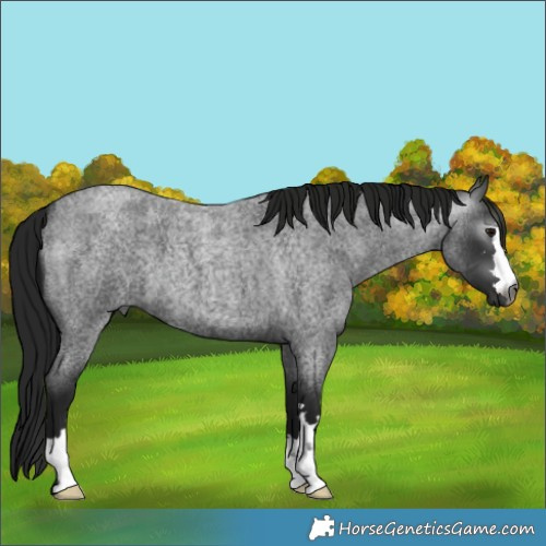 Horse Color:Gray Smoky Blue Roan 