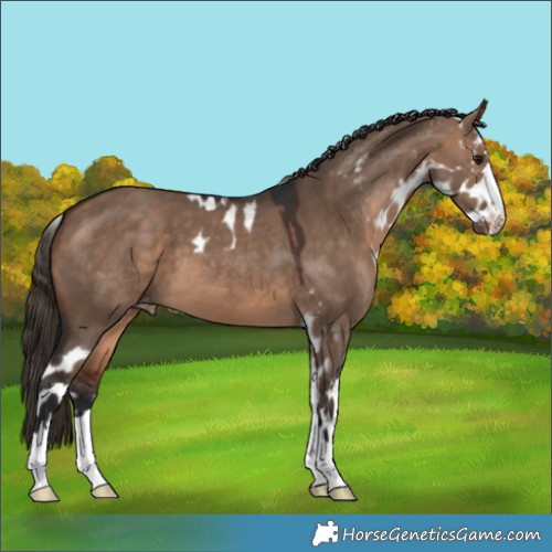 Horse Color:Bay Dun Skewed Appaloosa