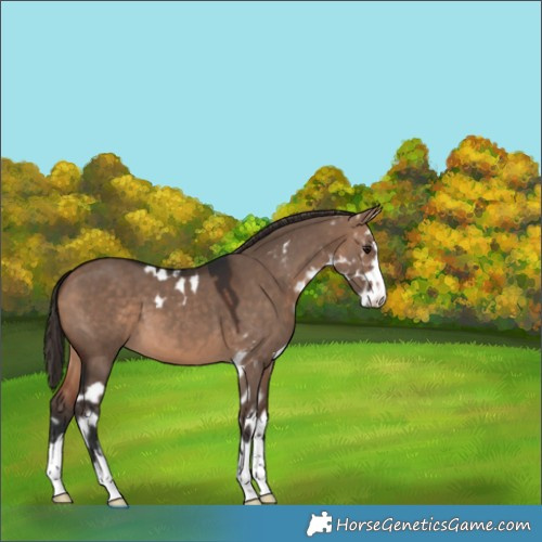 Horse Color:Bay Dun Skewed Appaloosa 