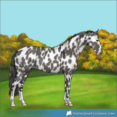 Horse Color:Grullo Skewed LP Spotted 