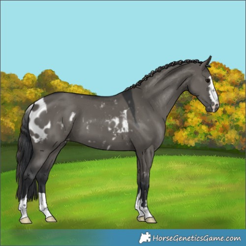 Horse Color:Grullo Skewed Appaloosa