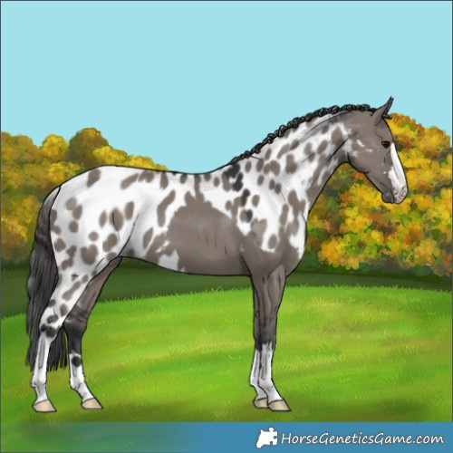 Horse Color:Grullo Skewed LP Spotted 