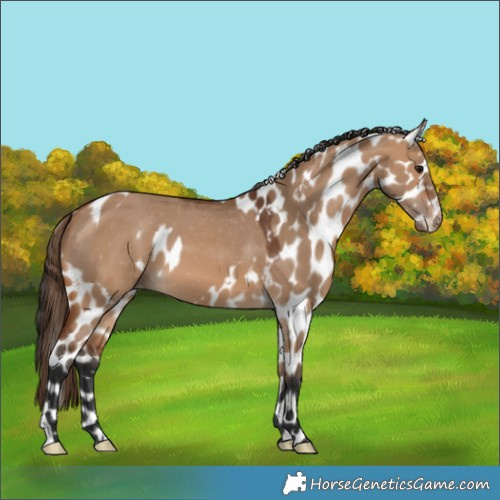 Horse Color:Bay Dun Skewed LP Spotted 