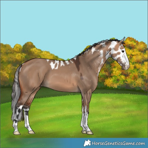 Horse Color:Bay Dun Skewed LP Spotted