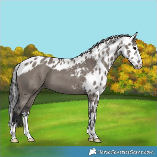 Horse Color:Grullo Skewed LP Spotted